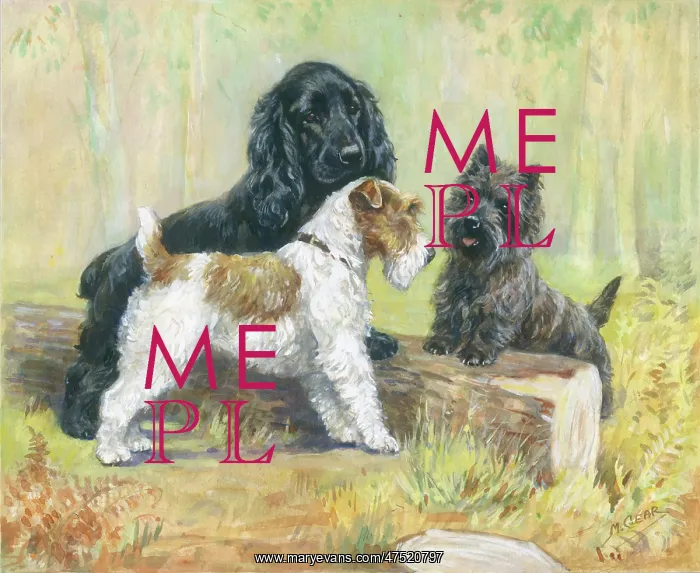 : Spaniel, wire-haired terrier and a cairn terrier : Spaniel, wire-haired terrier and a cairn terrier