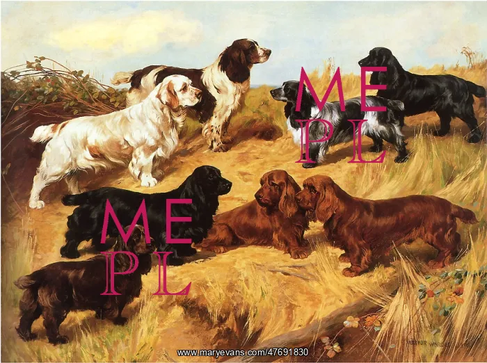  : Spaniels