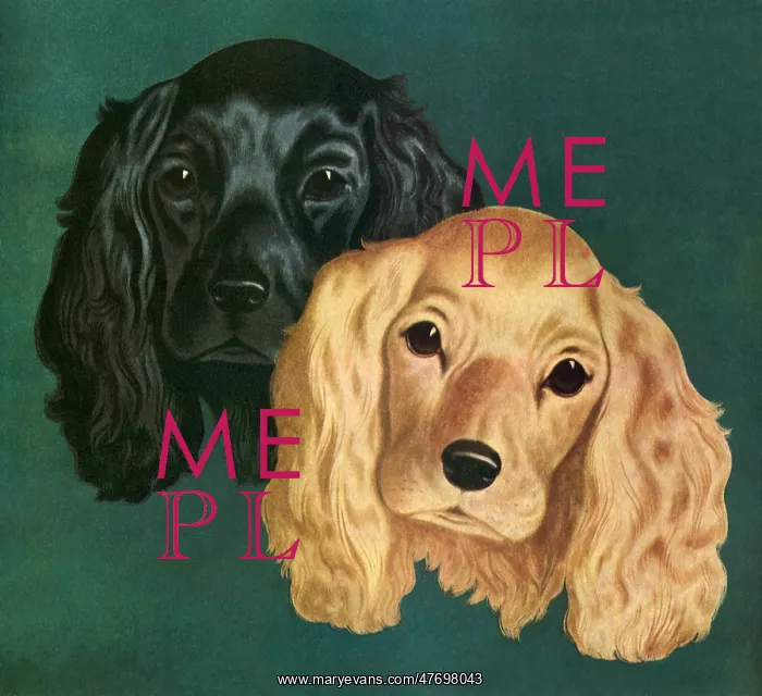  : Two Spaniels