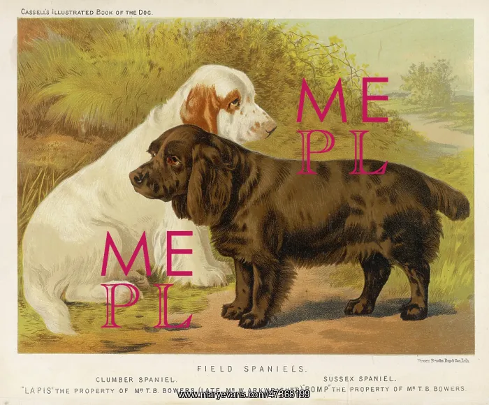  : SPANIELS (SHAW)
