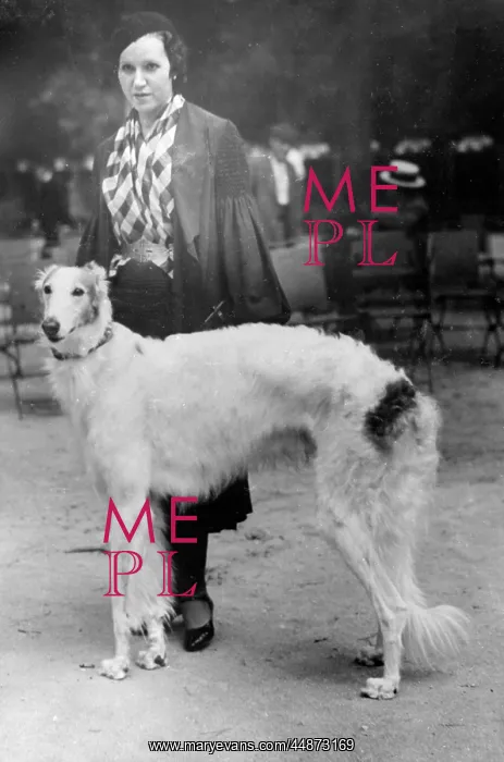 : Spanish Borzoi : Spanish Borzoi