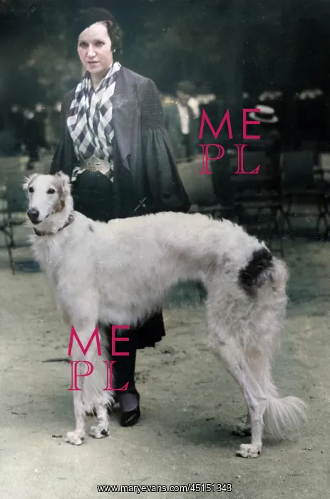 : Spanish Borzoi : Spanish Borzoi