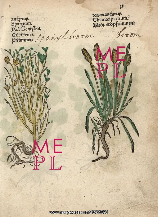 : Spanish broom, Spartium junceum, and broom : Spanish broom, Spartium junceum, and broom