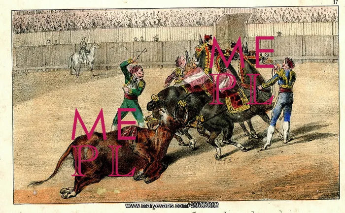 : Spanish bullfighting - bull dragged out of ring : Spanish bullfighting - bull dragged out of ring