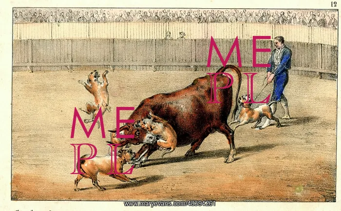 : Spanish bullfighting - dogs : Spanish bullfighting - dogs