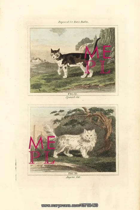 : Spanish cat and Angora cat : Spanish cat and Angora cat