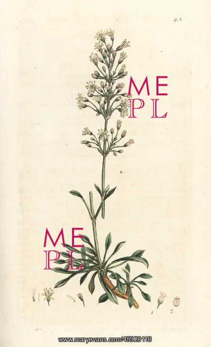 : Spanish catchfly, Silene otites : Spanish catchfly, Silene otites