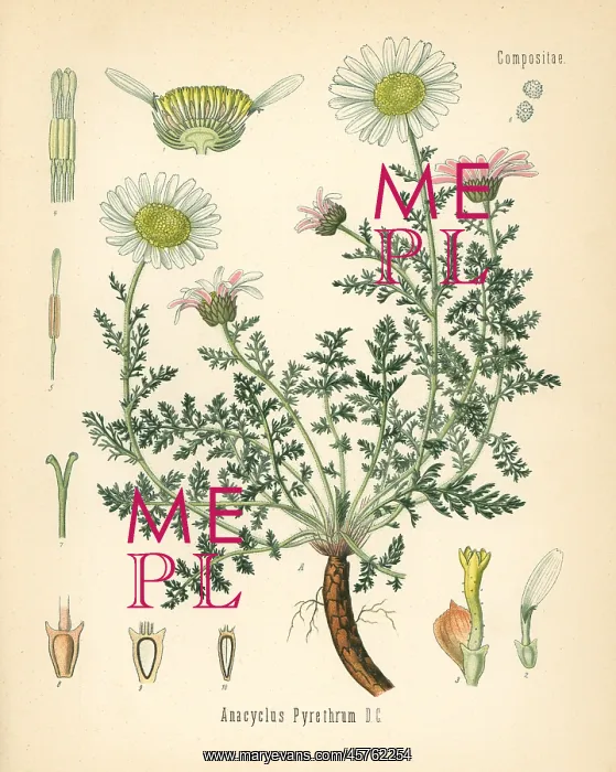 : Spanish chamomile or Mount Atlas daisy, Anacyclus pyrethrum : Spanish chamomile or Mount Atlas daisy, Anacyclus pyrethrum
