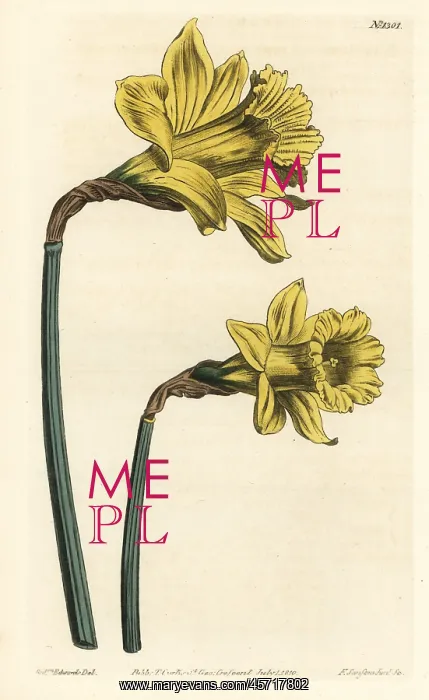 : Spanish daffodil, Narcissus hispanicus : Spanish daffodil, Narcissus hispanicus