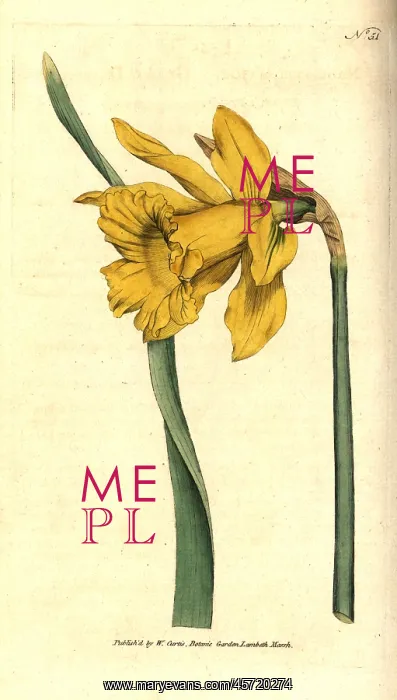 : Spanish daffodil, Narcissus hispanicus : Spanish daffodil, Narcissus hispanicus