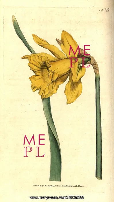 : Spanish daffodil, Narcissus hispanicus : Spanish daffodil, Narcissus hispanicus