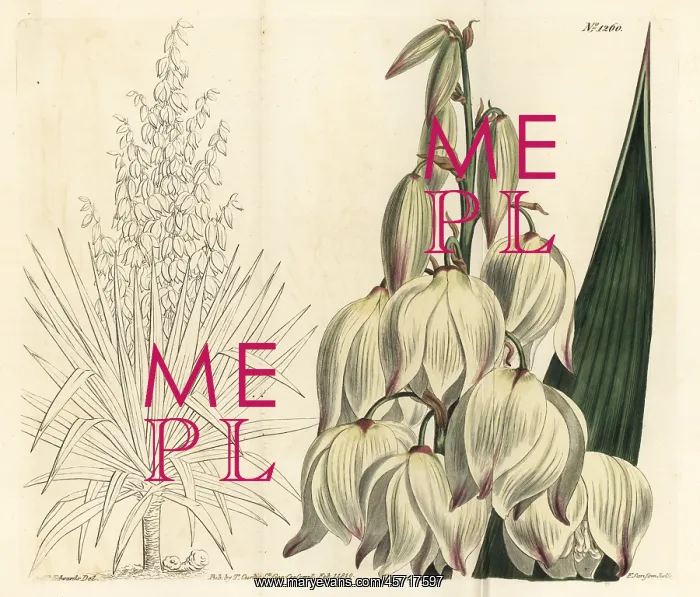 : Spanish dagger, Yucca gloriosa : Spanish dagger, Yucca gloriosa