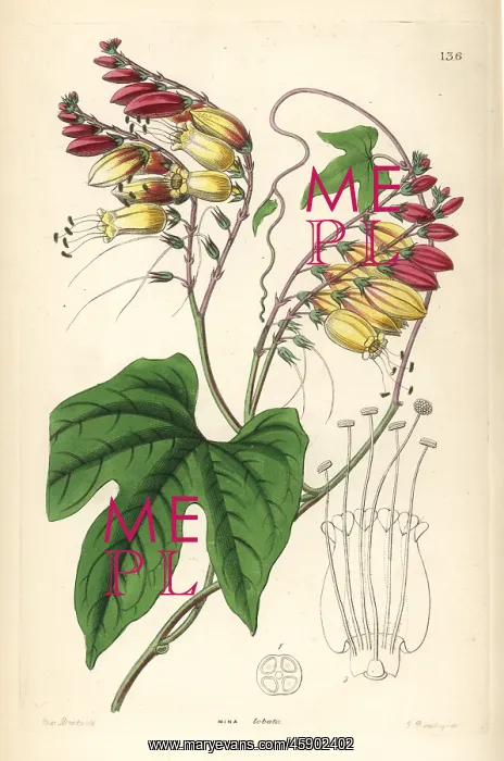 : Spanish flag or fire vine, Ipomoea lobata : Spanish flag or fire vine, Ipomoea lobata