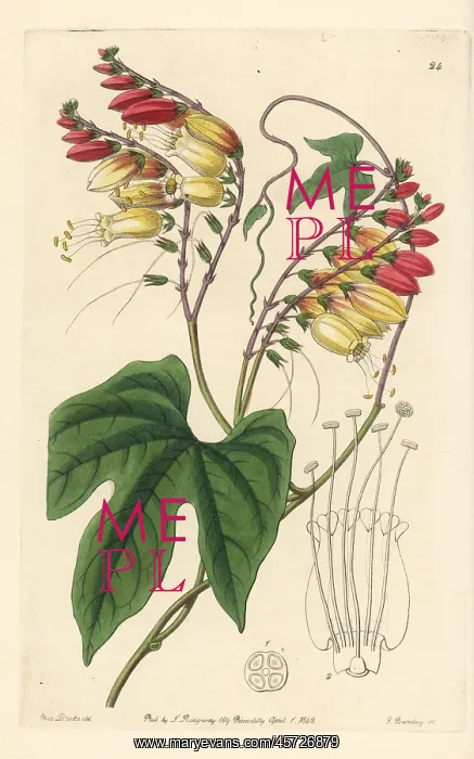 : Spanish flag, Ipomoea lobata : Spanish flag, Ipomoea lobata