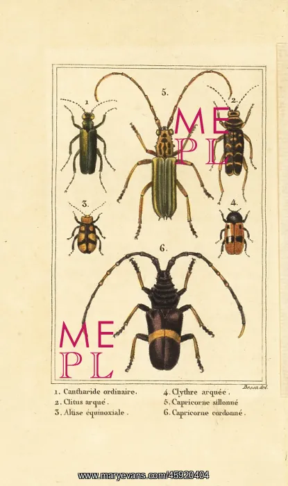 : Spanish fly, wasp beetle and long-horn beetles : Spanish fly, wasp beetle and long-horn beetles