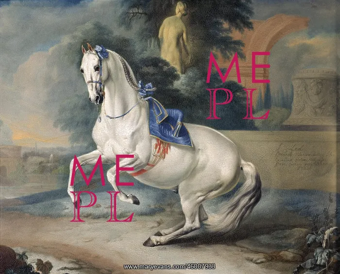 : Spanish grey horse : Spanish grey horse