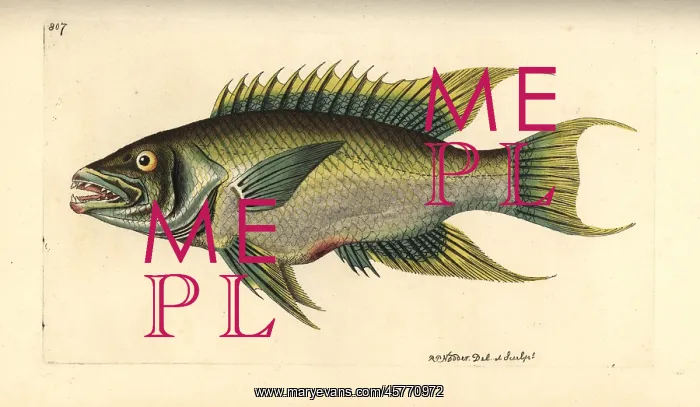 : Spanish hogfish, Bodianus rufus : Spanish hogfish, Bodianus rufus