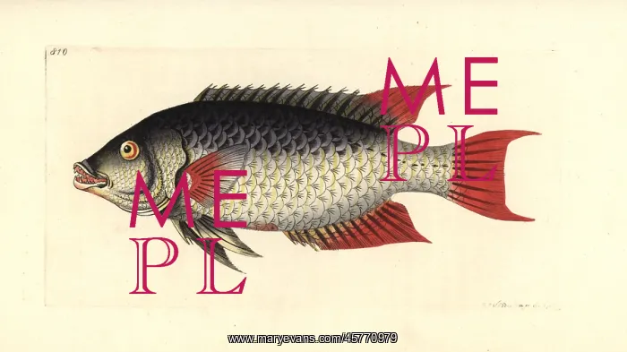 : Spanish hogfish, Bodianus rufus : Spanish hogfish, Bodianus rufus