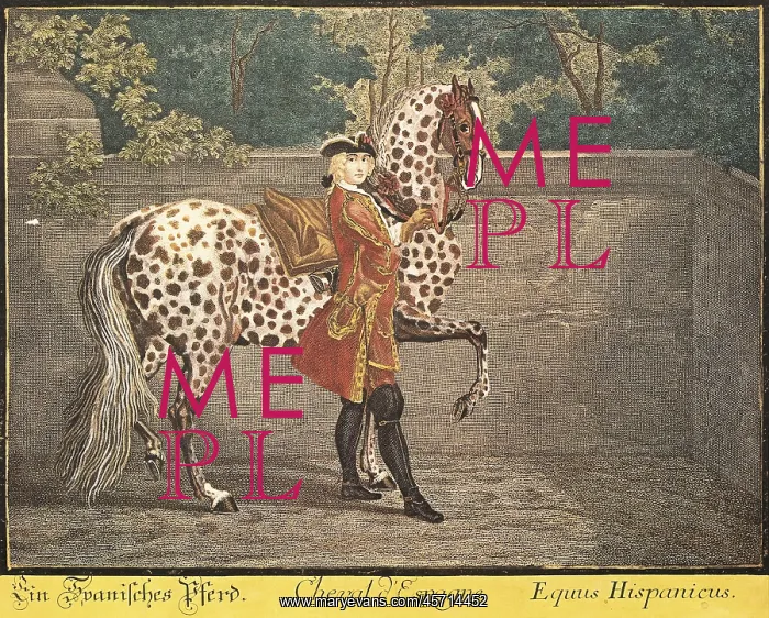 : Spanish horse, type Equus Hispanicus. German : Spanish horse, type Equus Hispanicus. German