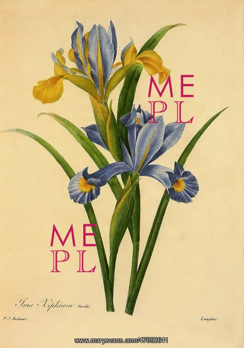 : Spanish Iris : Spanish Iris