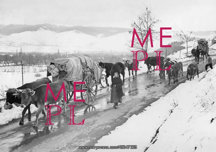 : Spanish refugees drive their cattle to the : Spanish refugees drive their cattle to the