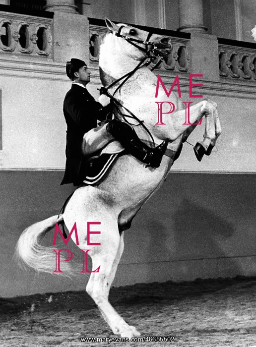 : The Spanish Riding School : The Spanish Riding School