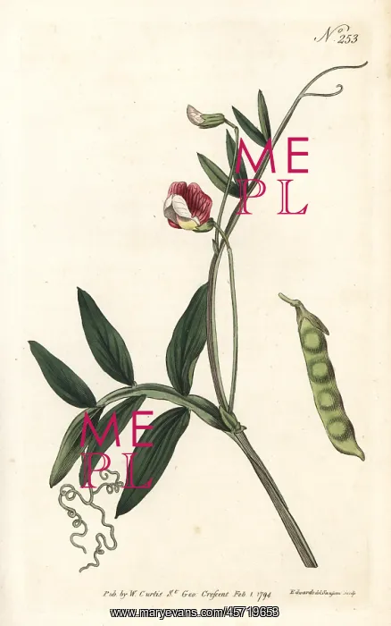 : Spanish vetchling, Lathyrus clymenum : Spanish vetchling, Lathyrus clymenum