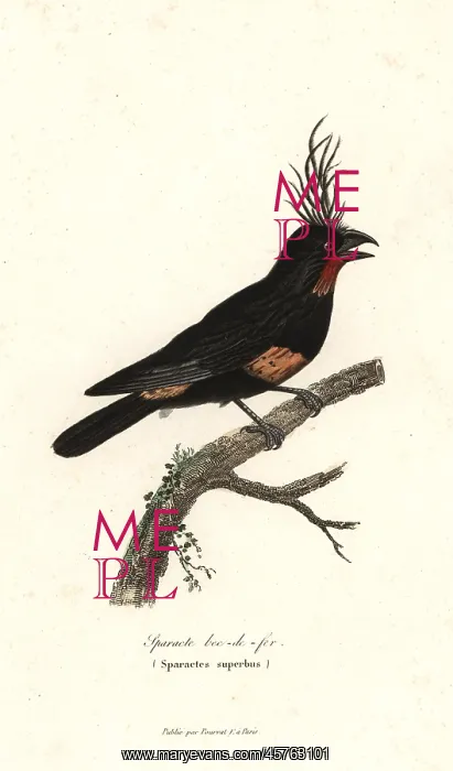 : Sparacte bec-de-fer, imaginary bird, Sparactes superbus : Sparacte bec-de-fer, imaginary bird, Sparactes superbus