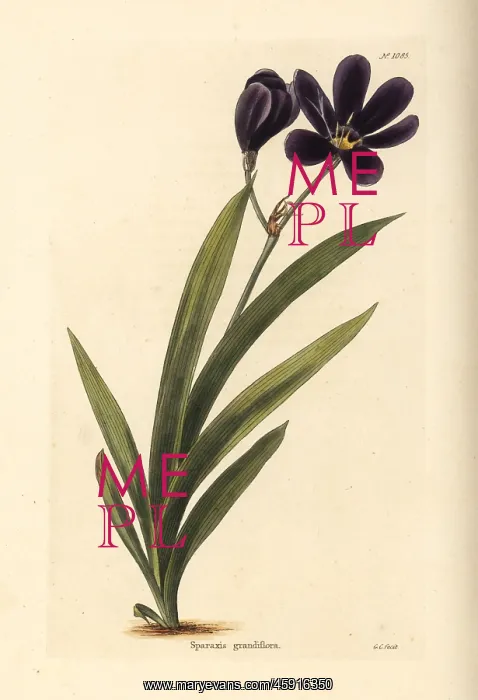 : Sparaxis grandiflora : Sparaxis grandiflora