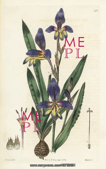 : Sparaxis variegata : Sparaxis variegata