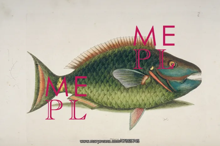: Sparisoma viride, stoplight parrotfish : Sparisoma viride, stoplight parrotfish