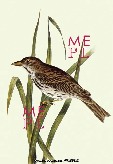  : Sparrow