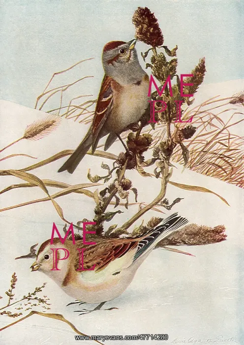  : Sparrow and Bunting