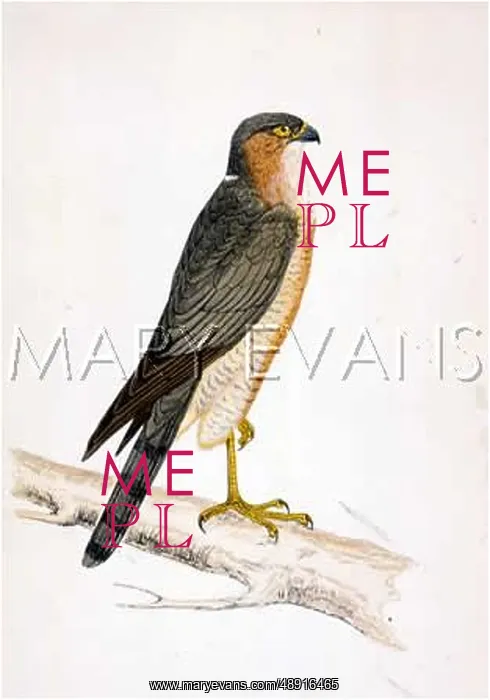  : SPARROW-HAWK (MORRIS)