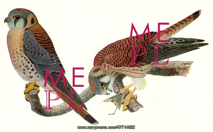  : Sparrow Hawks