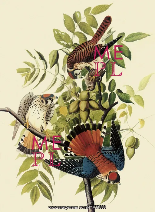  : Sparrow Hawks