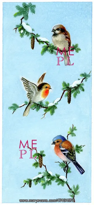 : Sparrow, Robin and Chaffinch on fir boughs : Sparrow, Robin and Chaffinch on fir boughs