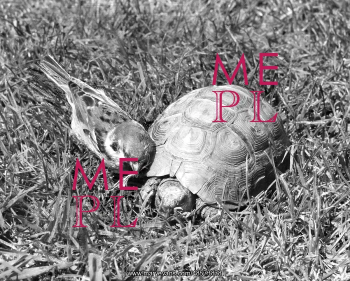  : Sparrow and Tortoise