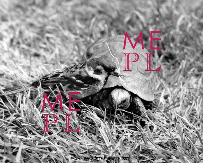  : Sparrow and tortoise