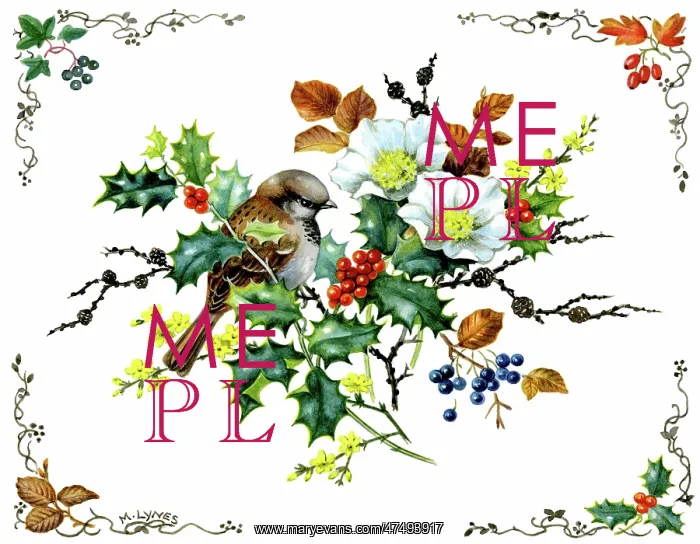 : Sparrow on a winter flower spray : Sparrow on a winter flower spray