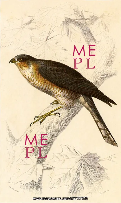  : Sparrowhawk (Falco nisus)