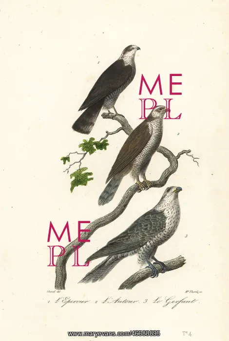 : Sparrowhawk, goshawk and gyrfalcon : Sparrowhawk, goshawk and gyrfalcon