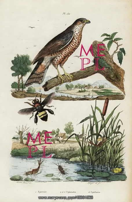 : Sparrowhawk, mayfly and bee : Sparrowhawk, mayfly and bee