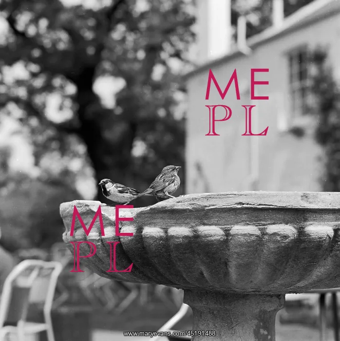 : Sparrows. Two house sparrows sitting on the edge of a small weathered fountain : Sparrows. Two house sparrows sitting on the edge of a small weathered fountain