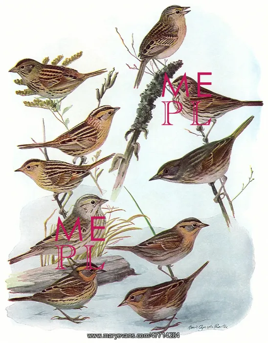  : Sparrows
