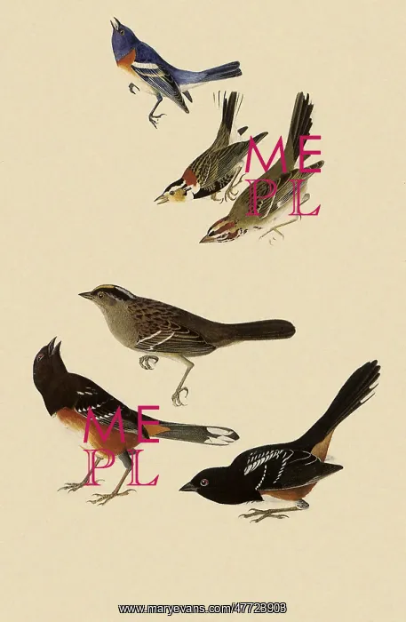  : Sparrows, Bunting, Longspur, & Towhee