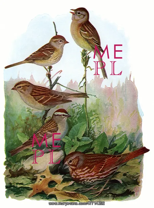 : Sparrows in Forest