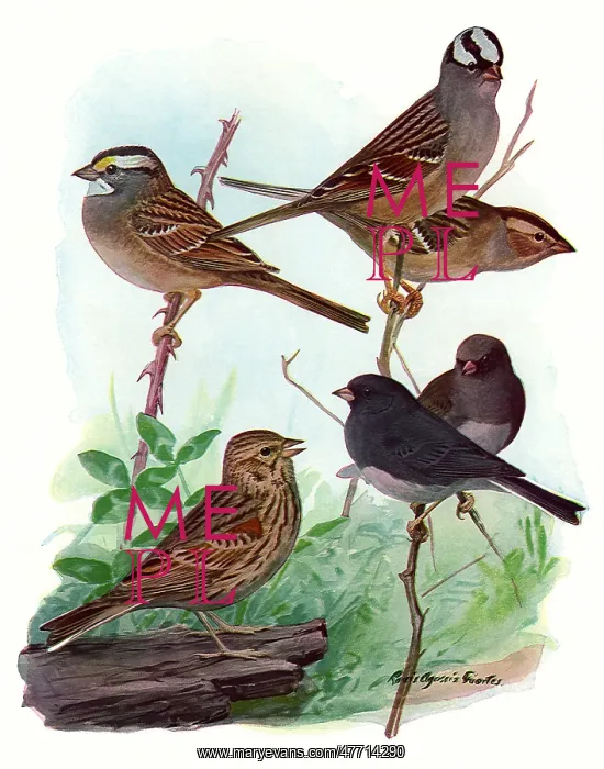  : Sparrows and Junco