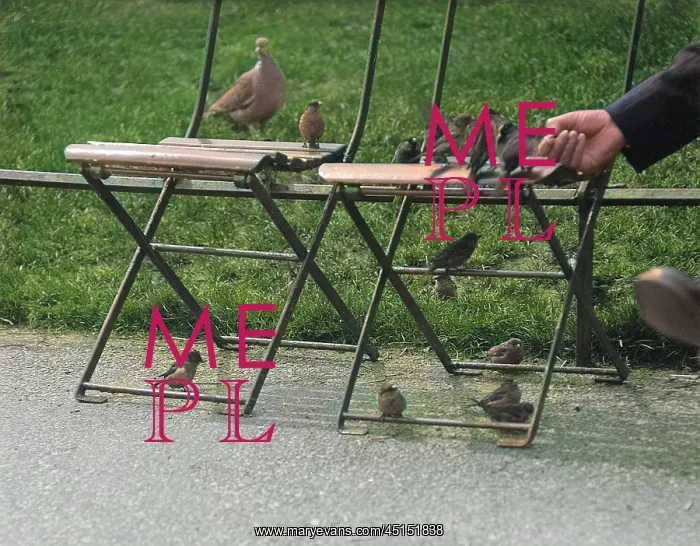 : Sparrows in London : Sparrows in London
