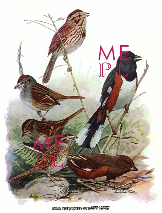  : Sparrows and Towhee